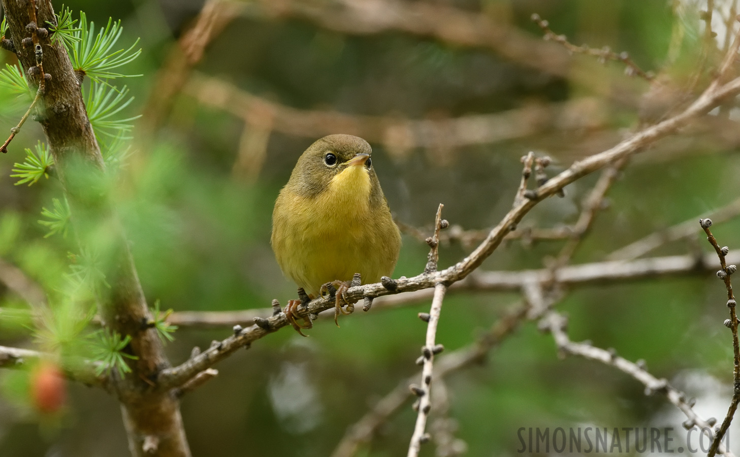 Geothlypis trichas trichas [400 mm, 1/250 Sek. bei f / 8.0, ISO 1600]